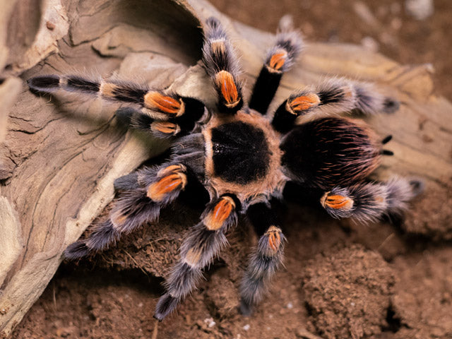 Brachypelma hamorii – ptasznik meksykański czerwonokolanowy, zdjęcie 3