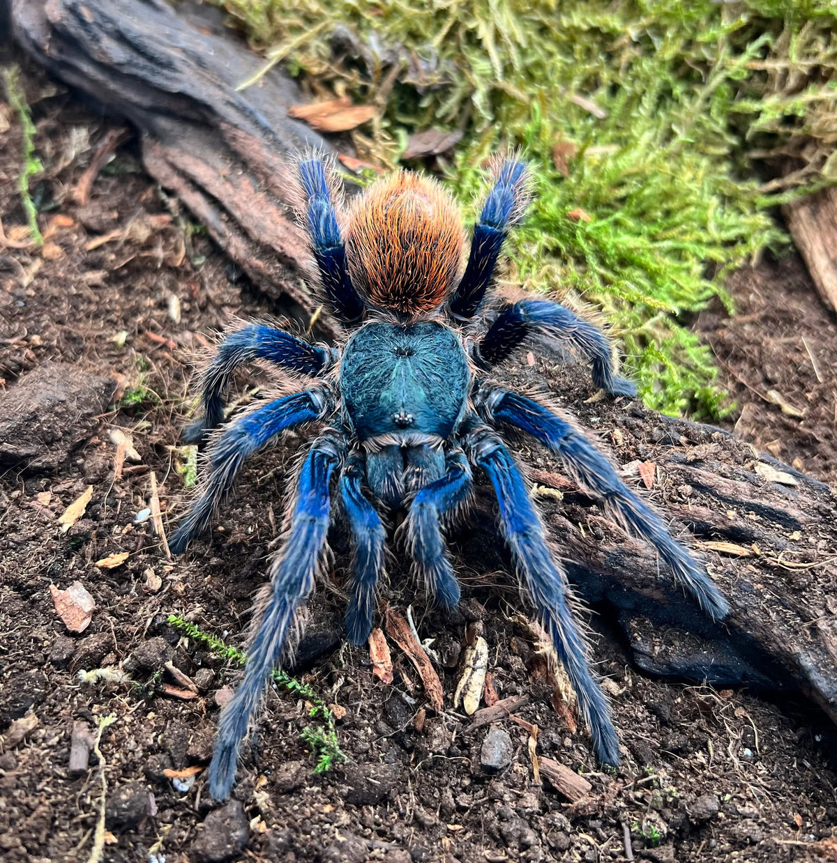 Chromatopelma cyaneopubescens – szafironóżka zmiennobarwna, zdjęcie 2