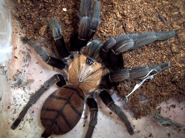 Chilobrachys fimbriatus – ptasznik indyjski pasiasty, zdjęcie 1