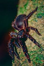 Ephebopus rufescens – mężec rudawy, zdjęcie 1
