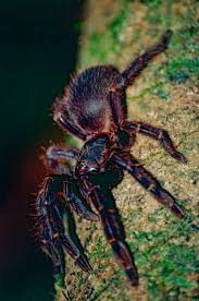 Ephebopus rufescens – mężec rudawy, zdjęcie 1