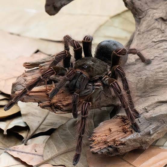 Theraphosa blondi – ptasznik goliat