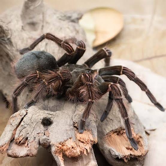 Theraphosa blondi – ptasznik goliat