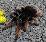 Brachypelma klaasi – ptasznik meksykański różowy, dorosła samica