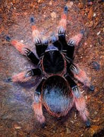 Brachypelma klaasi – ptasznik meksykański różowy, widok z góry