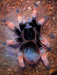 Brachypelma klaasi – ptasznik meksykański różowy, widok z góry