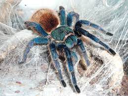 Chromatopelma cyaneopubescens – szafironóżka zmiennobarwna, zdjęcie 4