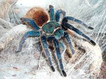 Chromatopelma cyaneopubescens – szafironóżka zmiennobarwna, zdjęcie 4