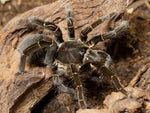 Hysterocrates gigas – ptasznik kameruński olbrzymi, zdjęcie 1