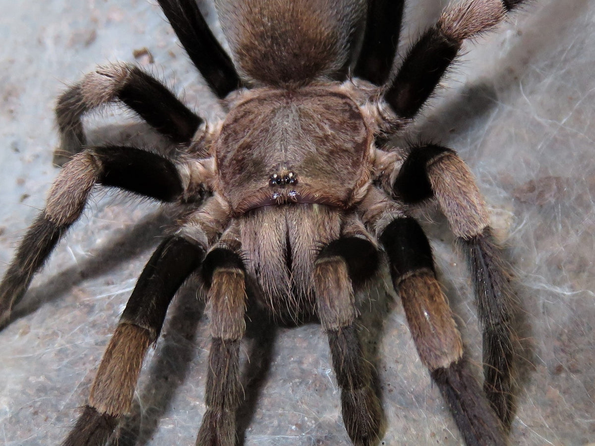 Haplocosmia himalayana – ptasznik himalajski, zdjęcie 4