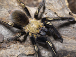 Ephebopus murinus – mężec szkieletowy, zdjęcie 2