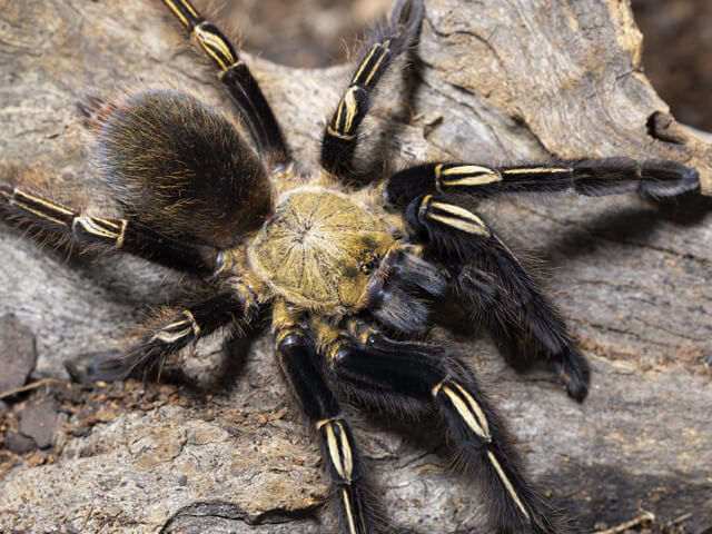 Ephebopus murinus – mężec szkieletowy, zdjęcie 2