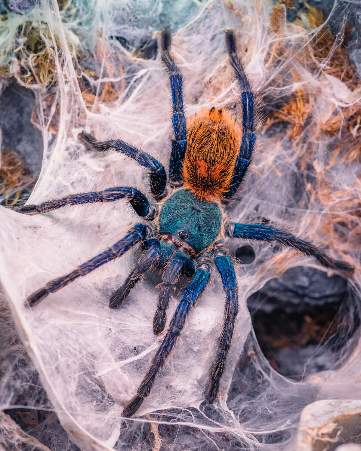 Chromatopelma cyaneopubescens – szafironóżka zmiennobarwna, zdjęcie 3