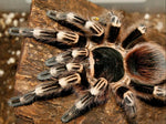 Acanthoscurria geniculata – ptasznik białokolanowy brazylijski, zdjęcie 5