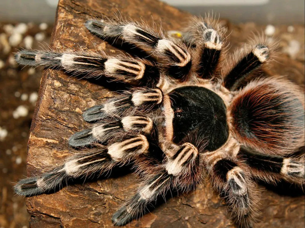 Acanthoscurria geniculata – ptasznik białokolanowy brazylijski, zdjęcie 5
