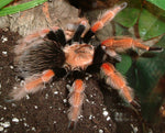 Brachypelma boehmei – ptasznik meksykański ognisty, zdjęcie 8