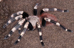 Nhandu chromatus – ptasznik czerwonopaskowy, zdjęcie 5