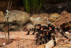 Brachypelma auratum – ptasznik meksykański złotokolanowy, zdjęcie 5