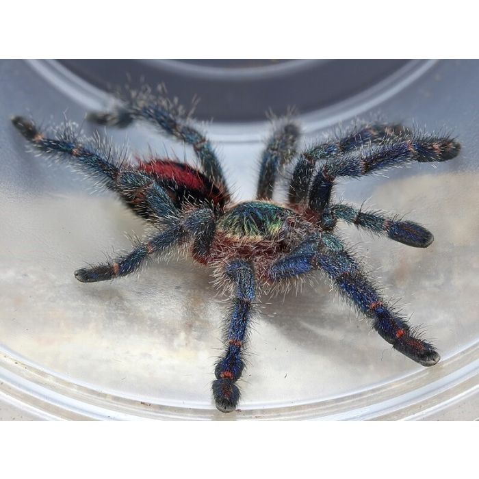 Ybyrapora diversipes – ptasznik brazylijski wielobarwny, zdjęcie 2