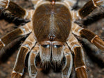 Hysterocrates gigas – ptasznik kameruński olbrzymi, zdjęcie 6