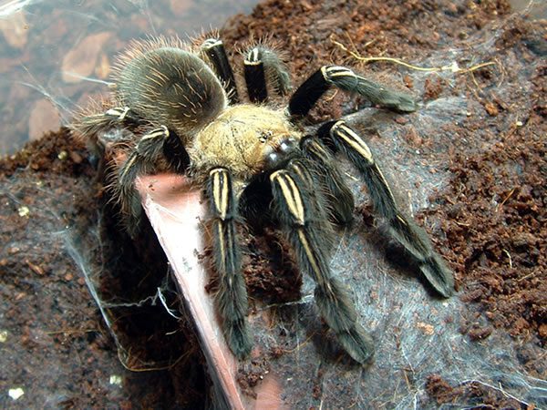 Ephebopus murinus – mężec szkieletowy, zdjęcie 3