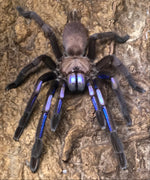 Chilobrachys natanicharum – ptasznik niebieski elektryczny, zdjęcie 3