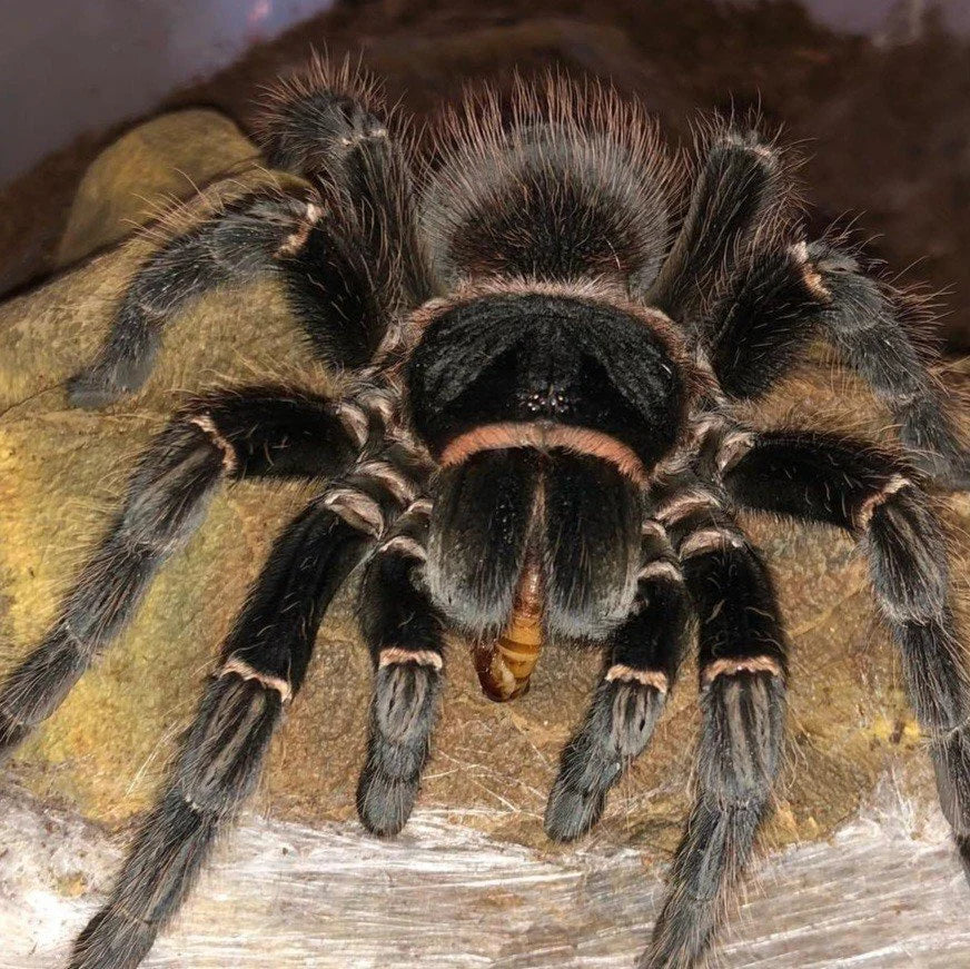 Hysterocrates gigas – ptasznik kameruński olbrzymi, zdjęcie 7
