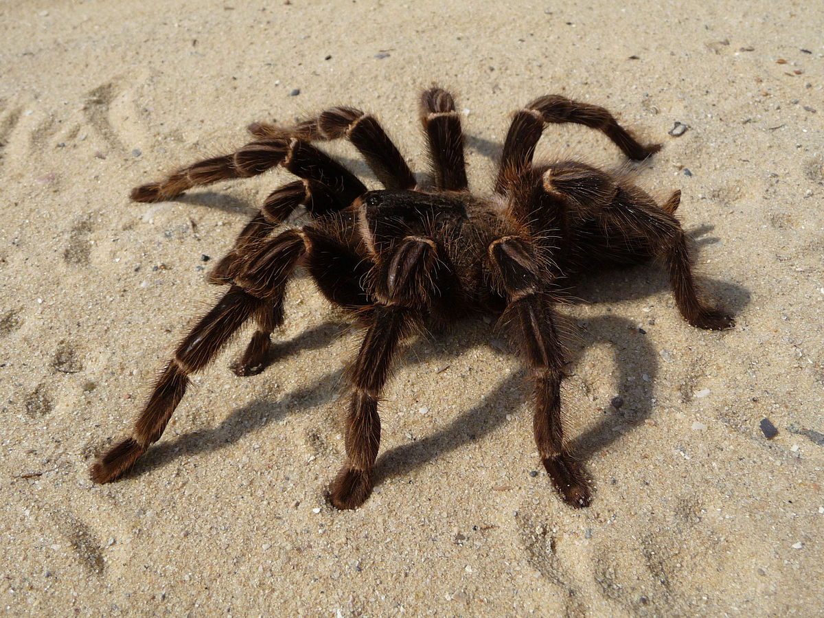 Lasiodora parahybana – ptasznik olbrzymi łososiowy, zdjęcie 5