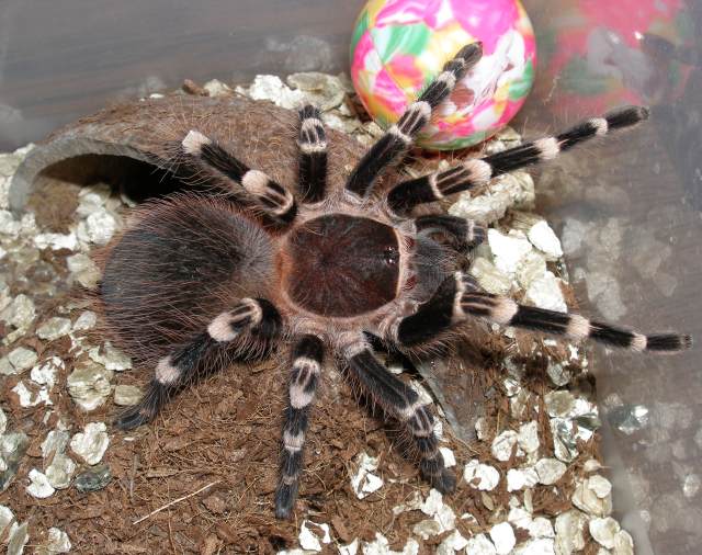 Acanthoscurria geniculata – ptasznik białokolanowy brazylijski, zdjęcie 2