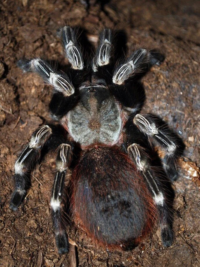 Nhandu chromatus – ptasznik czerwonopaskowy, zdjęcie 6