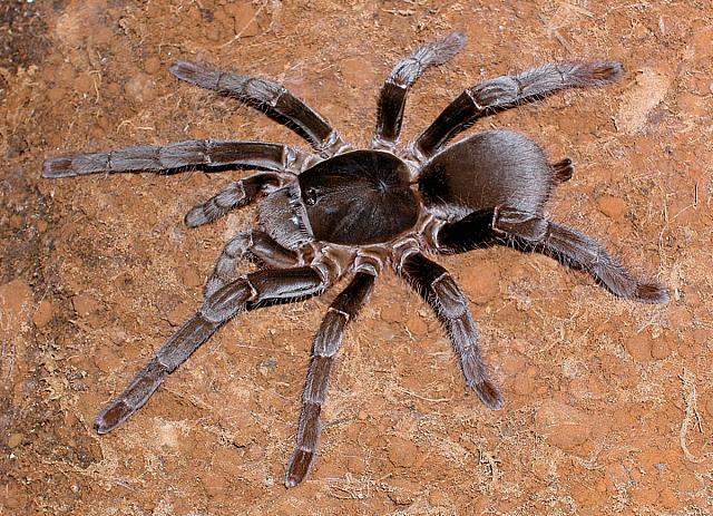 Hysterocrates gigas – ptasznik kameruński olbrzymi, zdjęcie 4