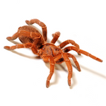 Chilobrachys huahini – ptasznik tajski czarny, zdjęcie 3