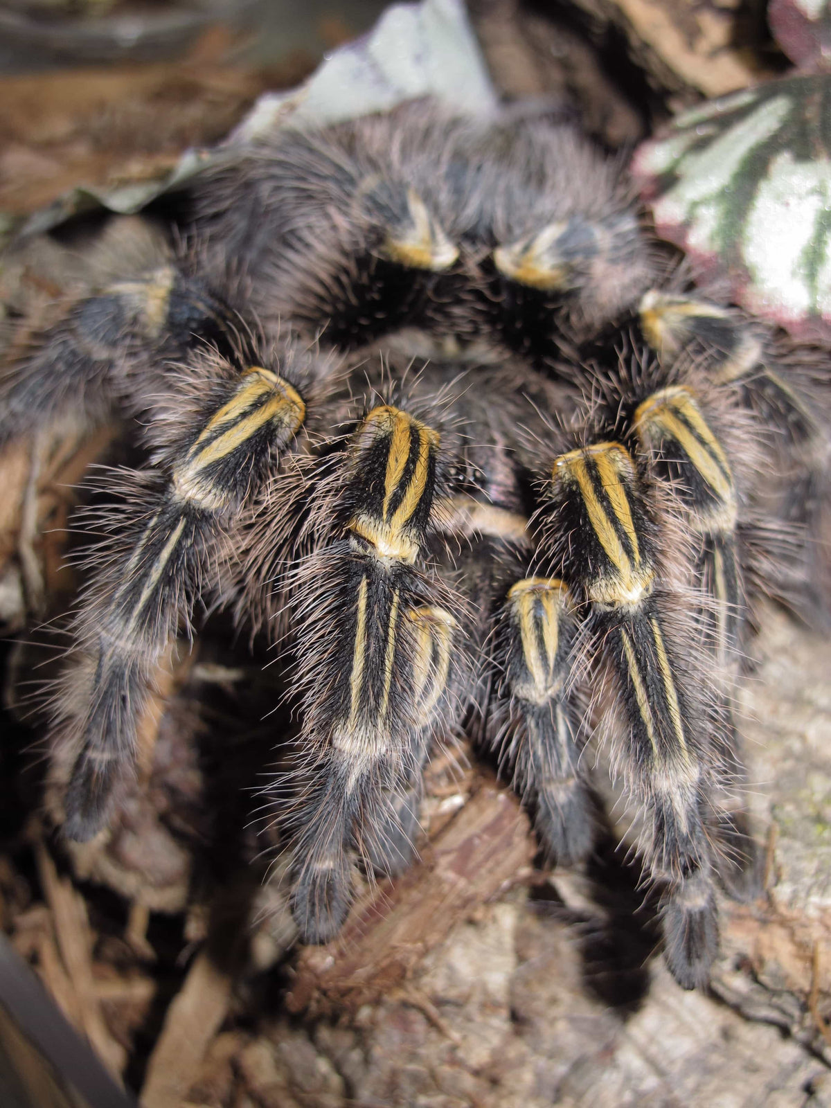 Grammostola pulchripes – ptasznik złotokolanowy, zdjęcie 4