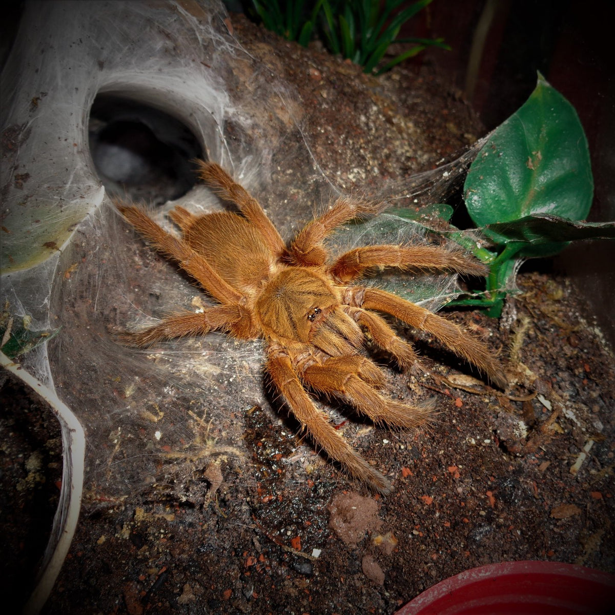 Chilobrachys huahini – ptasznik tajski czarny, zdjęcie 4
