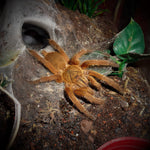 Chilobrachys huahini – ptasznik tajski czarny, zdjęcie 4