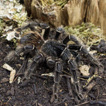 Lasiodora parahybana – ptasznik olbrzymi łososiowy, zdjęcie 4