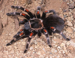Brachypelma auratum – ptasznik meksykański złotokolanowy, zdjęcie 4