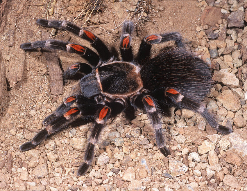Brachypelma auratum – ptasznik meksykański złotokolanowy, zdjęcie 4