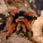 Brachypelma boehmei – ptasznik meksykański ognisty, zdjęcie 7