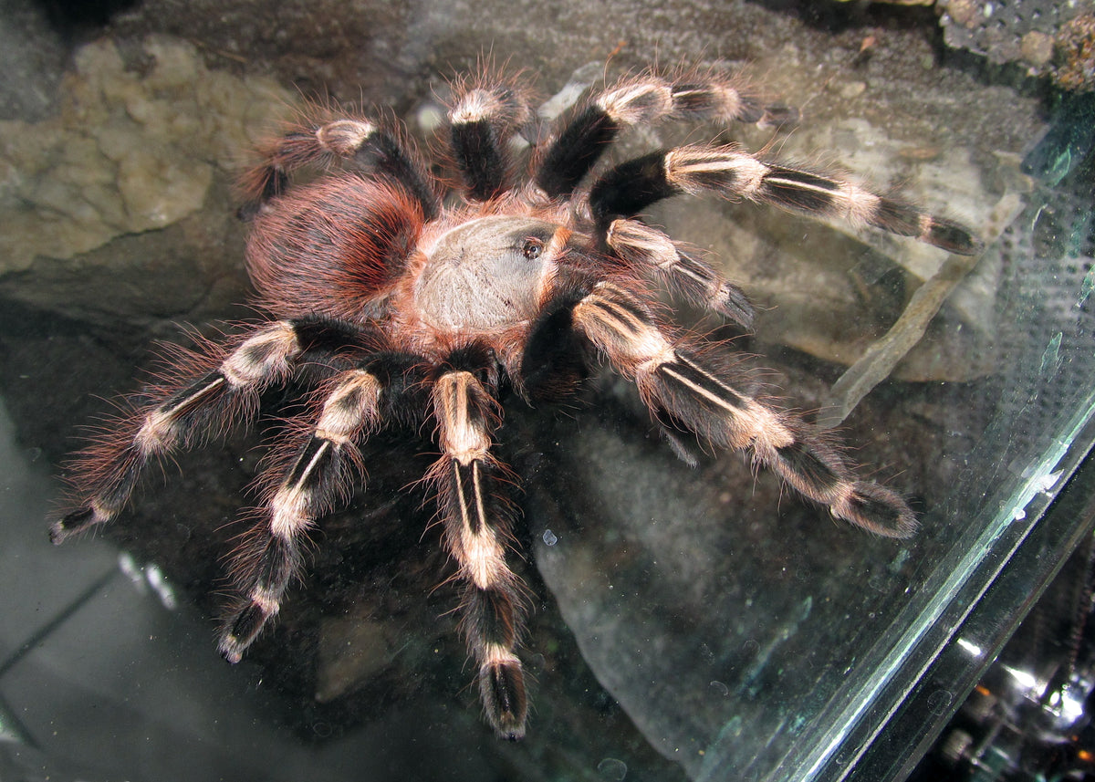 Nhandu chromatus – ptasznik czerwonopaskowy, zdjęcie 4