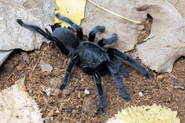 Chilobrachys sp. Kaeng Krachan – ptasznik kaeng krachan, zdjęcie 5