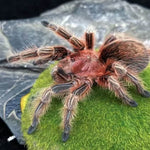 Grammostola rosea – ptasznik chilijski różowy, zdjęcie 1