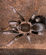 Hysterocrates gigas – ptasznik kameruński olbrzymi, zdjęcie 5