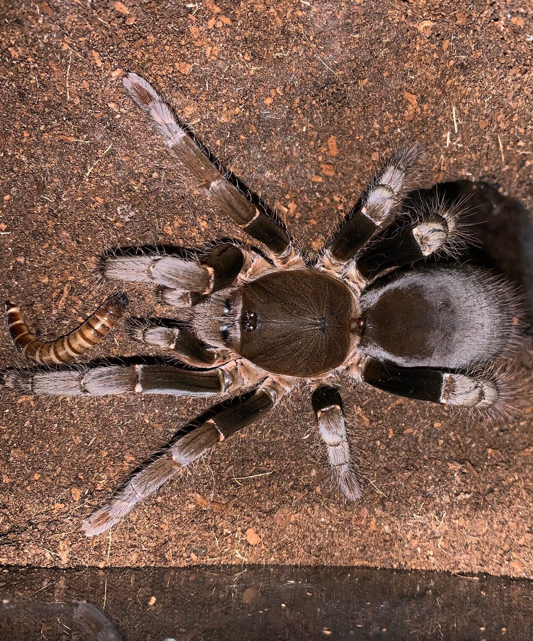 Hysterocrates gigas – ptasznik kameruński olbrzymi, zdjęcie 5