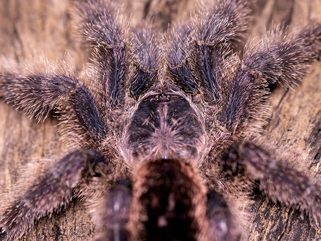 Avicularia juruensis M2 – ptasznik purpurowy z różowymi palcami, zdjęcie 3