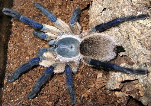 Monocentropus balfouri – ptasznik sokotrzański błękitny, zdjęcie 8