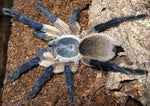 Monocentropus balfouri – ptasznik sokotrzański błękitny, zdjęcie 3