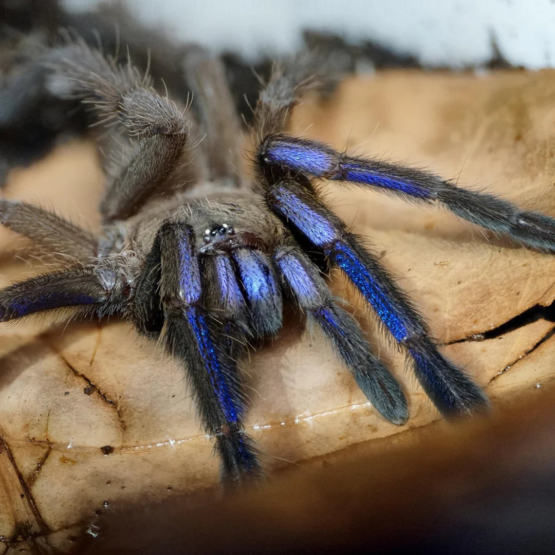 Chilobrachys natanicharum – ptasznik niebieski elektryczny, zdjęcie 2