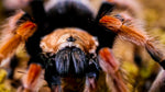 Brachypelma boehmei – ptasznik meksykański ognisty, zdjęcie 1