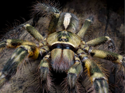 Poecilotheria ornata – ptasznik zdobny, zdjęcie 1